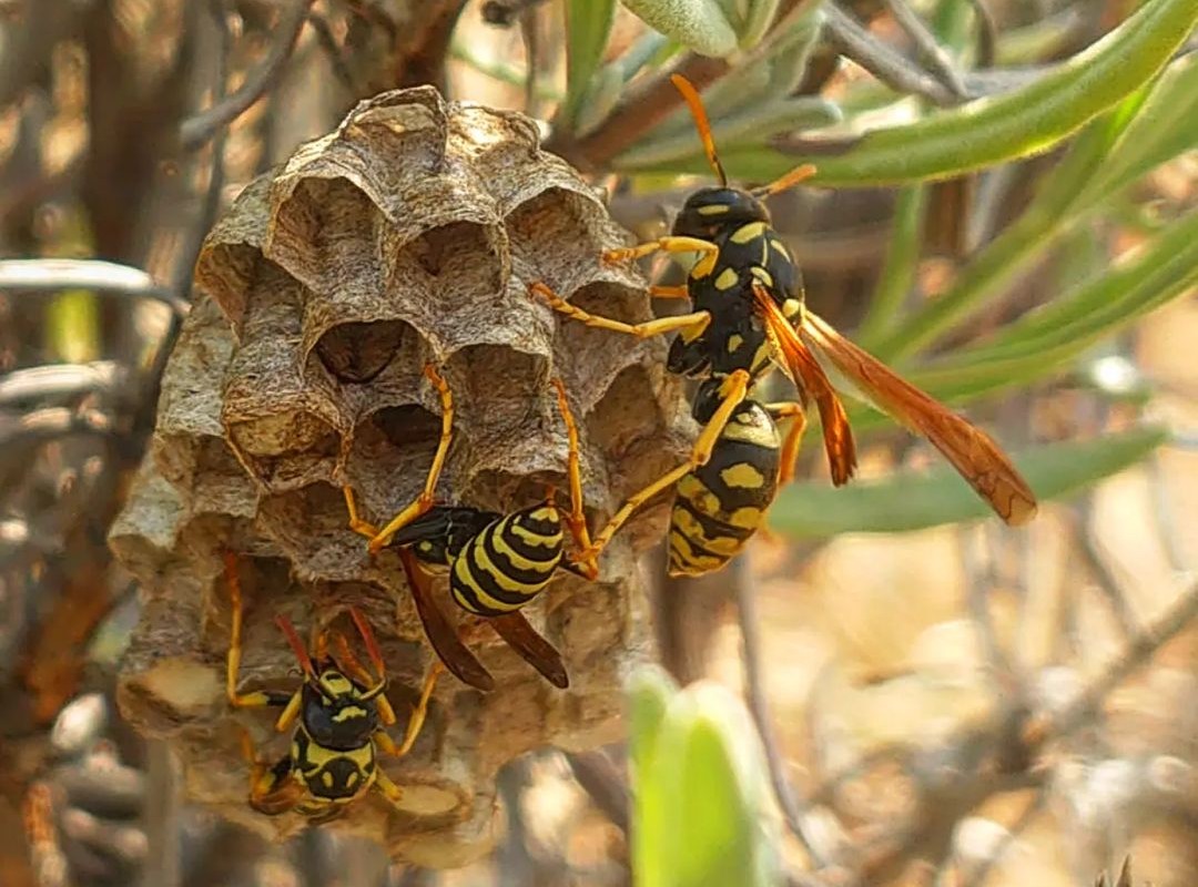 Wasp's nest