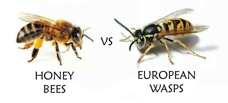 Wasps vs Bees