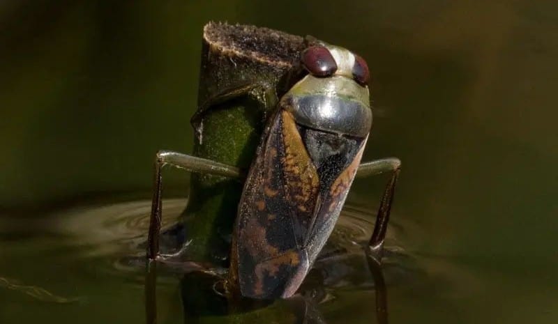 Waterbugs Appear in our Home