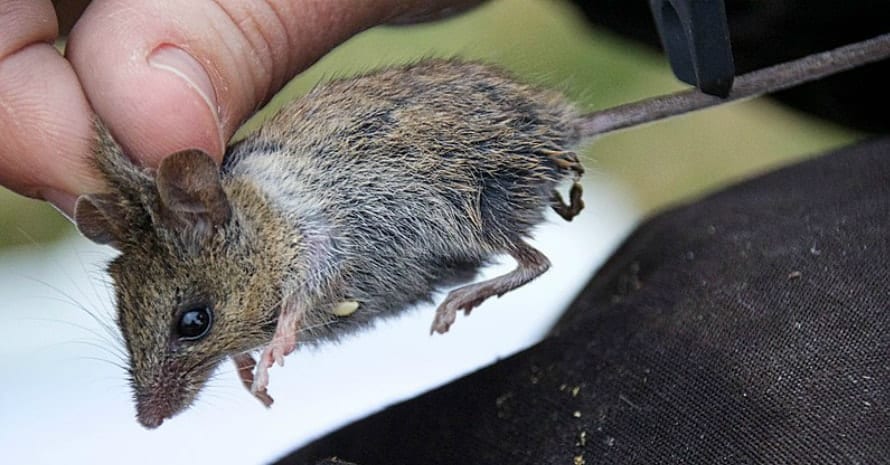 Western harvest mouse