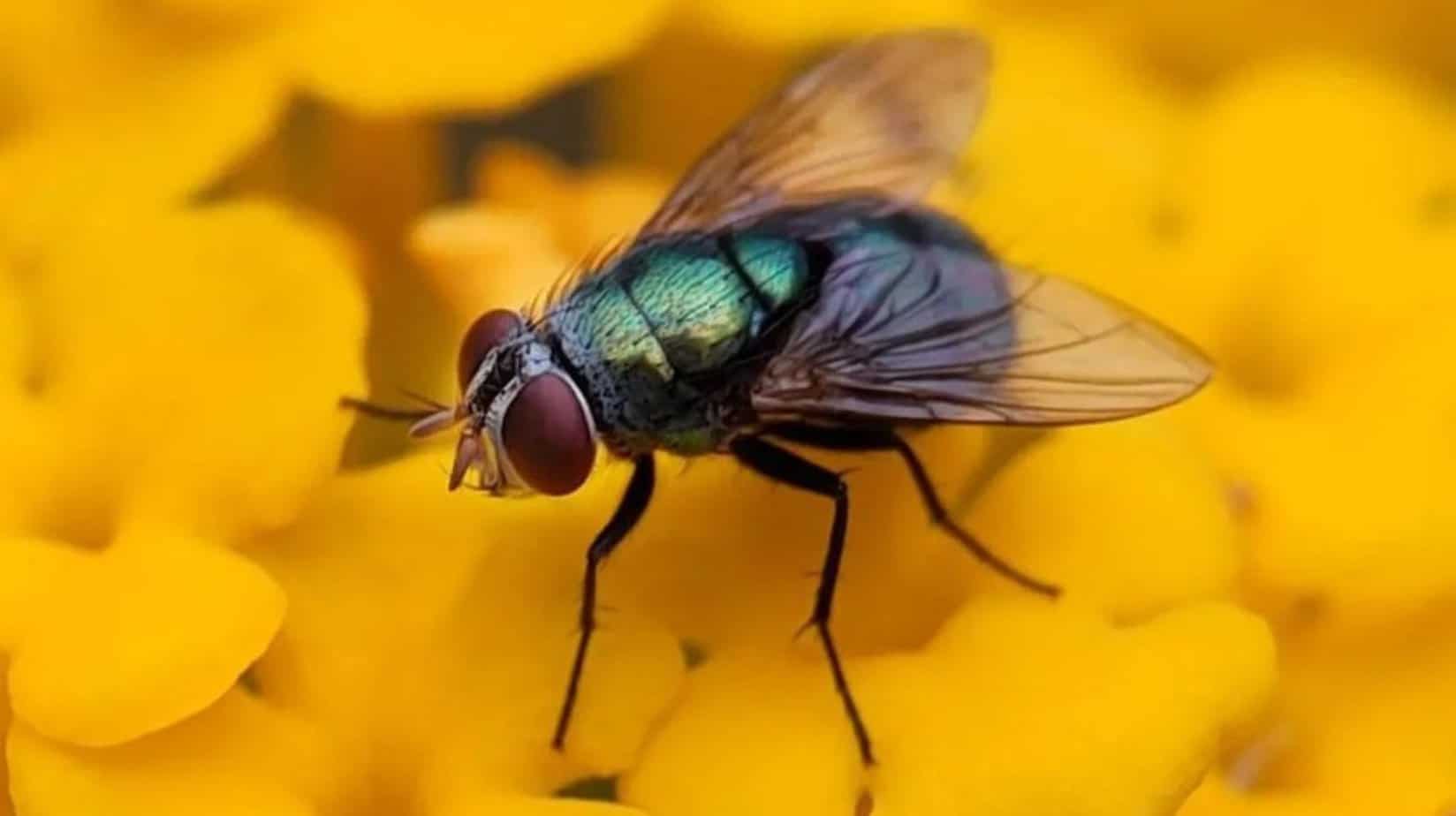 how-long-do-house-flies-live-worldatlas