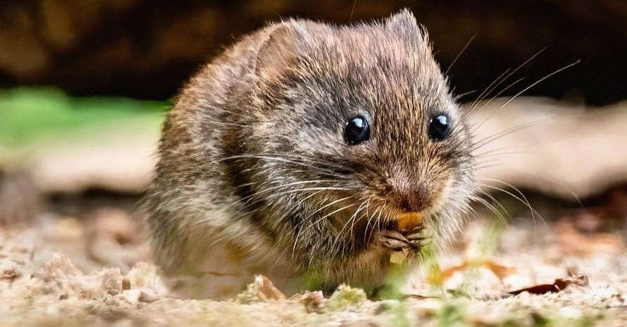 What Attracts Voles