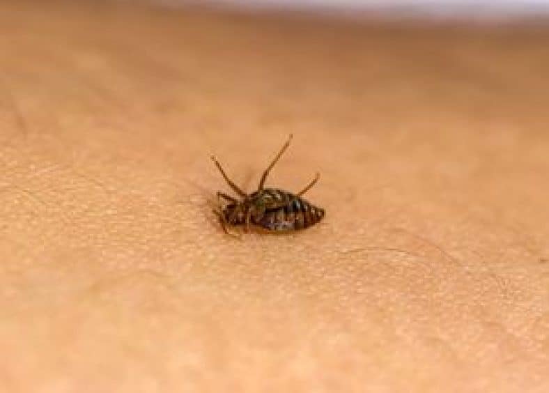 What Can I Put on My Body to Prevent Bed Bug Bites List of Effective Remedies