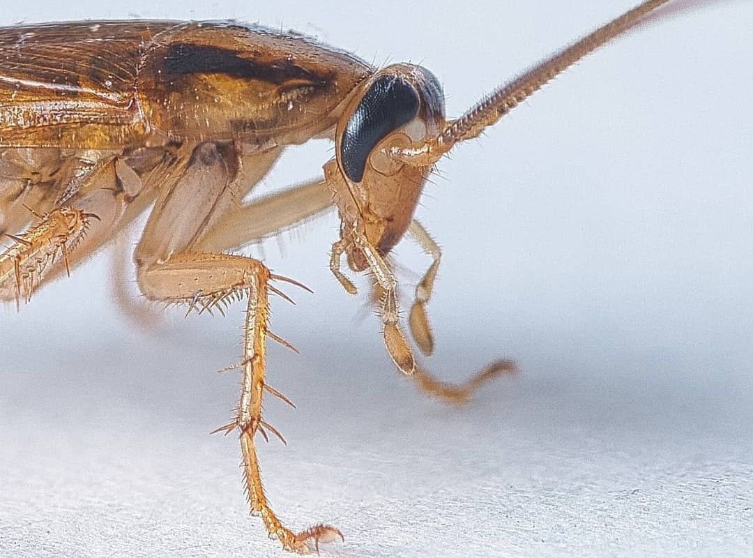 What Causes German Cockroaches