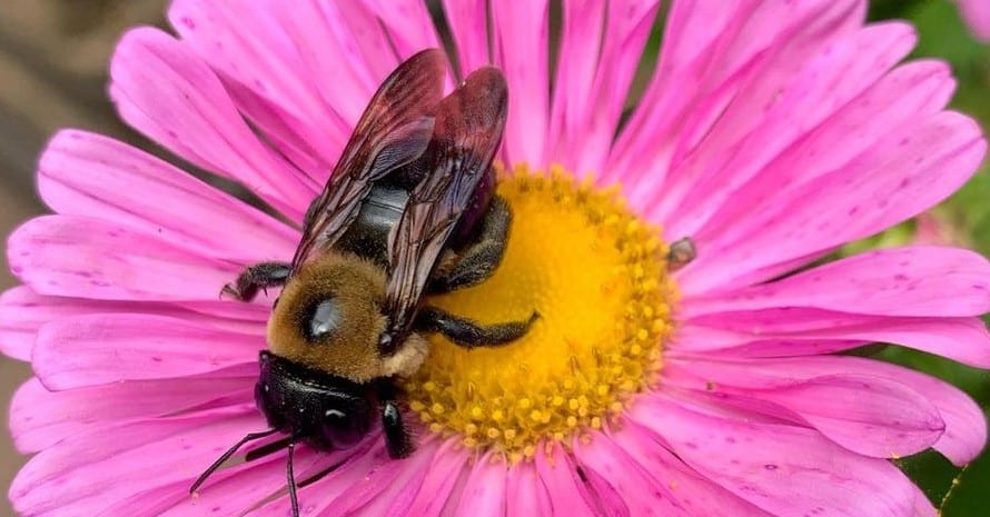 What Damage Do Wood Boring Bees Caus