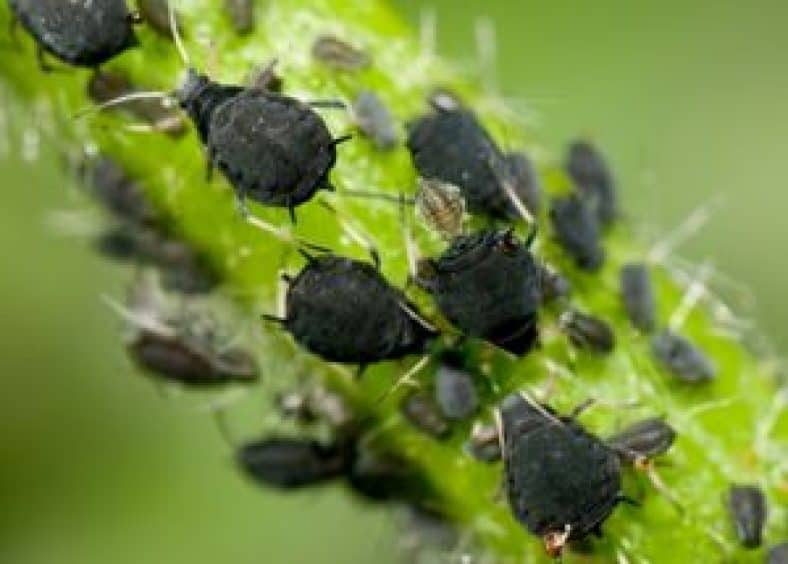 What Do Aphids Eat: Guide on Their Food Preferences