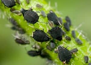 What Do Aphids Eat
