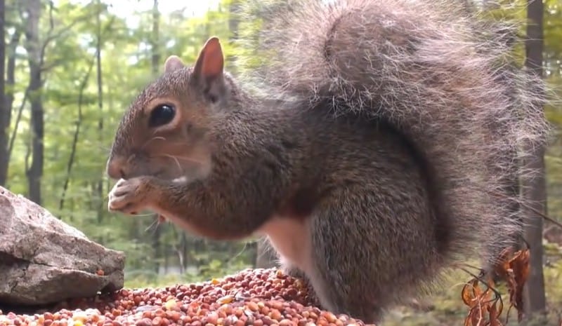 What Do Ground Squirrels Eat