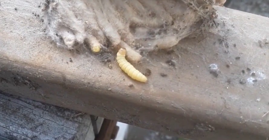 What Does Termite Larvae Look Lik