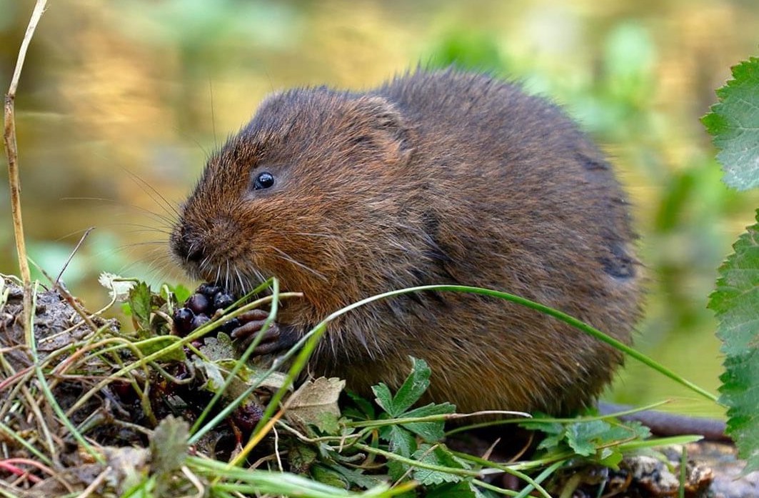 What Does a Vole Hole Look Like