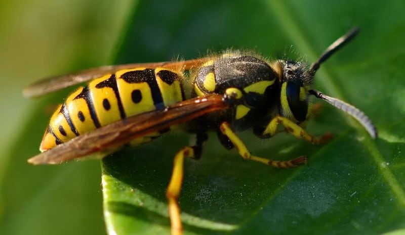 What Is so Dangerous About Wasps
