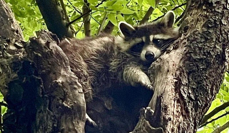 What Scent do Will Keep Raccoons Away