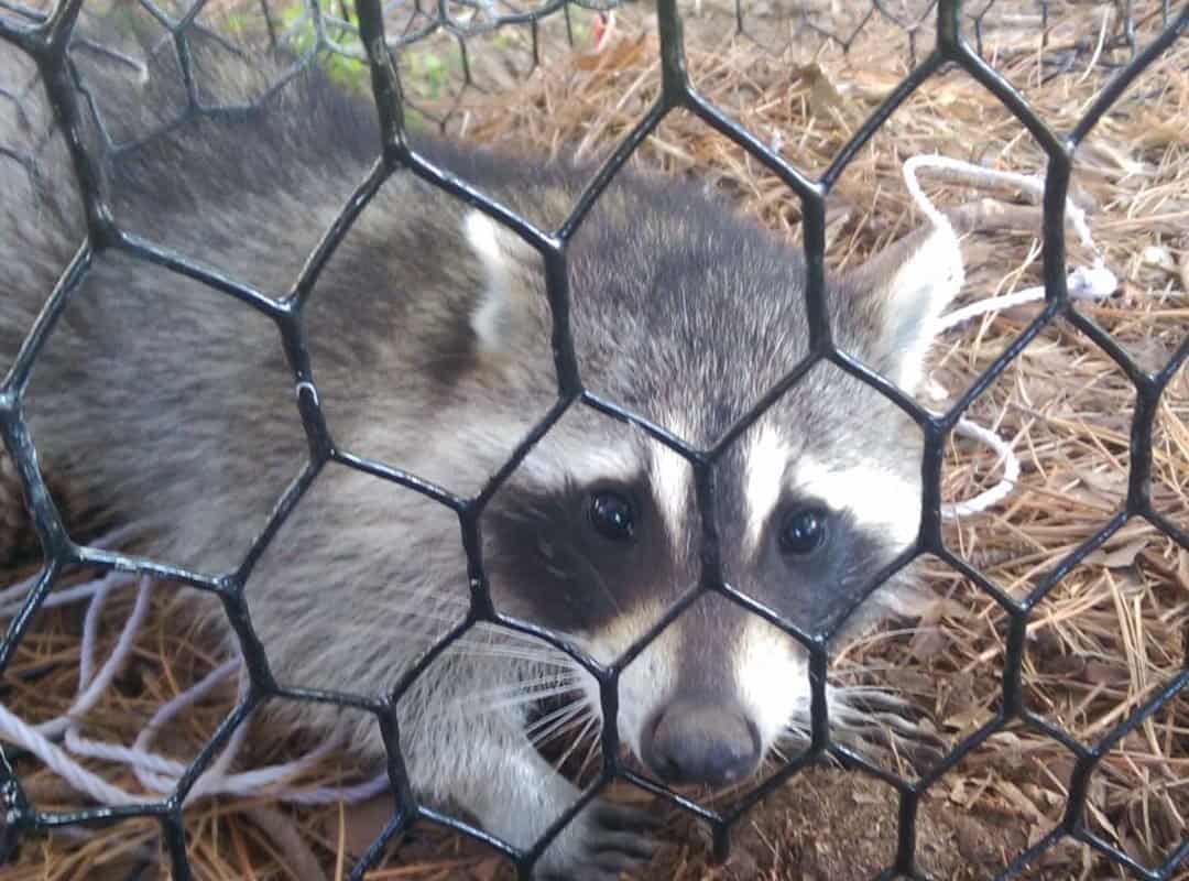 What to Put in a Raccoon Trap