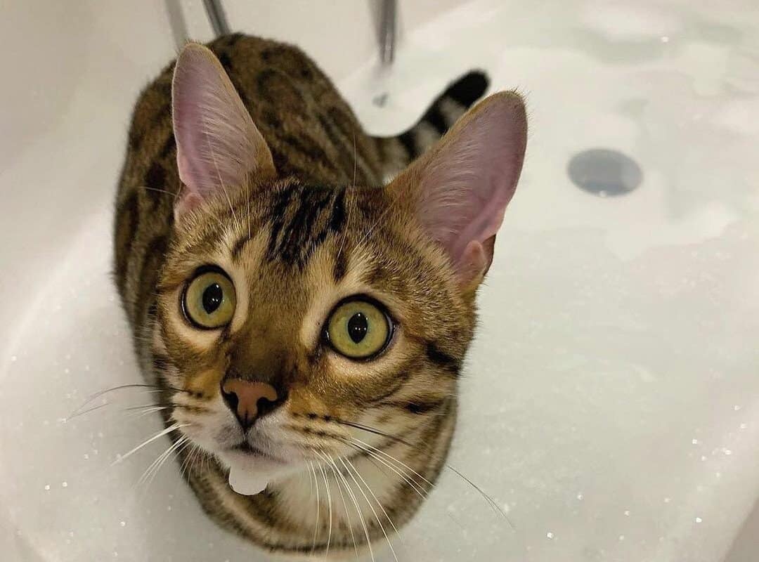 When Is It Safe to Give a Kitten a Flea Bath
