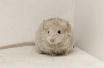 White mouse on fair background