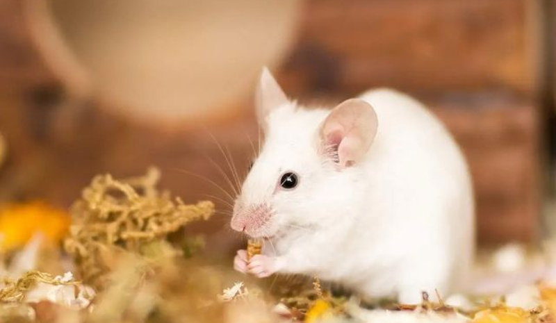 White mouse with food