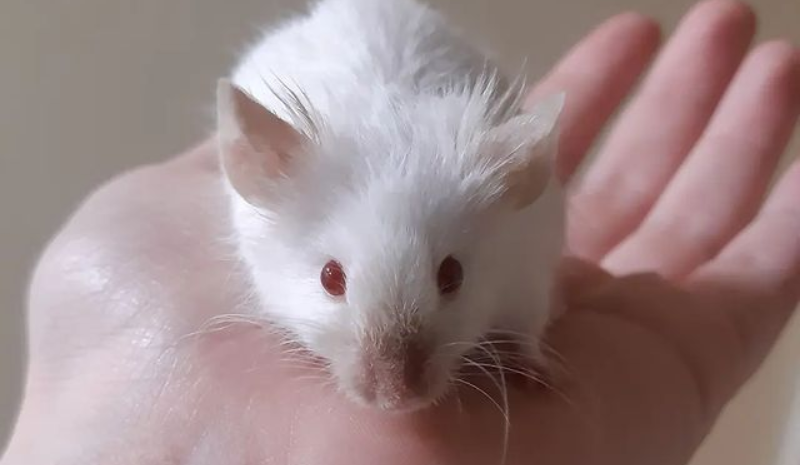 Mouse with red eyes on the hand