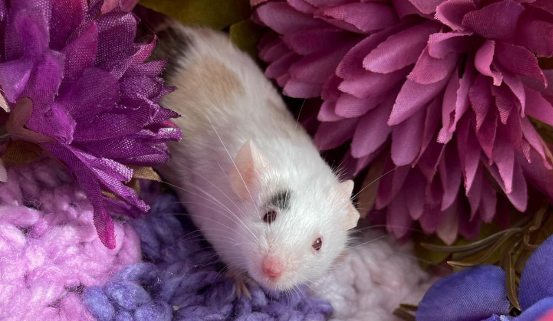 White mouse with black spots