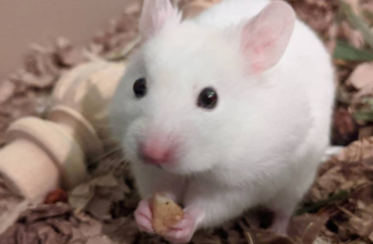 White rat with cookie