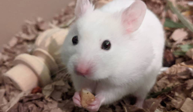 What Can Rats Chew Through? Learn & Deal With Them