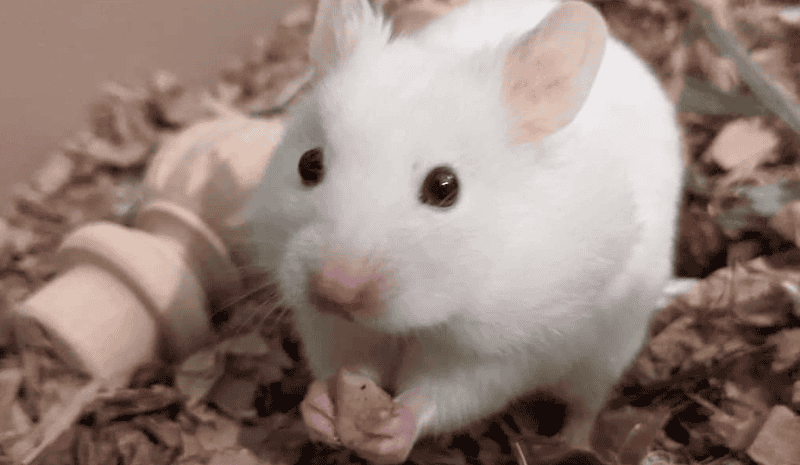 White rat with cookie