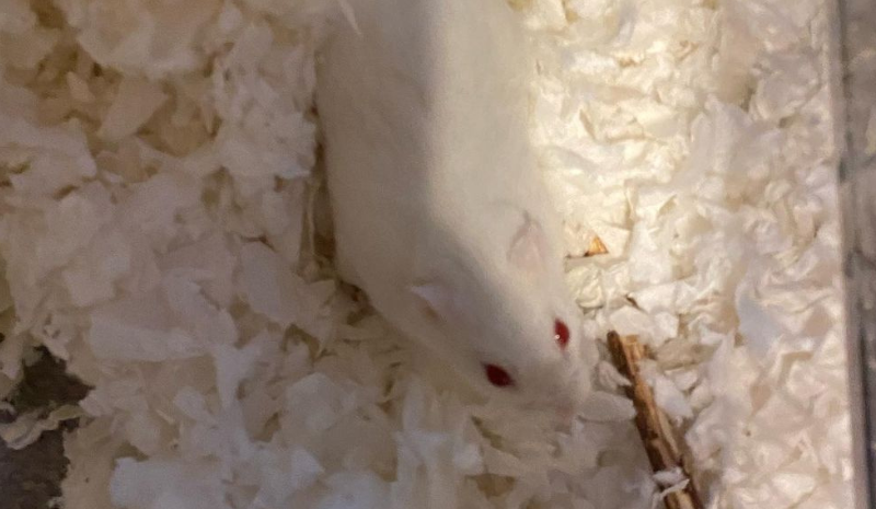 White rat in sawdust