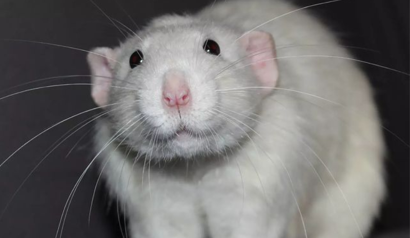 White rat on the black background