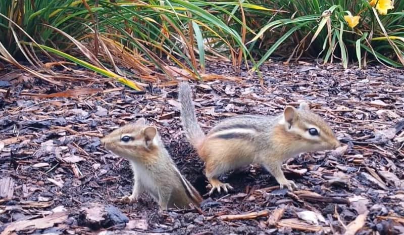 Why Use a Chipmunk Poisonous Bait in the First Place