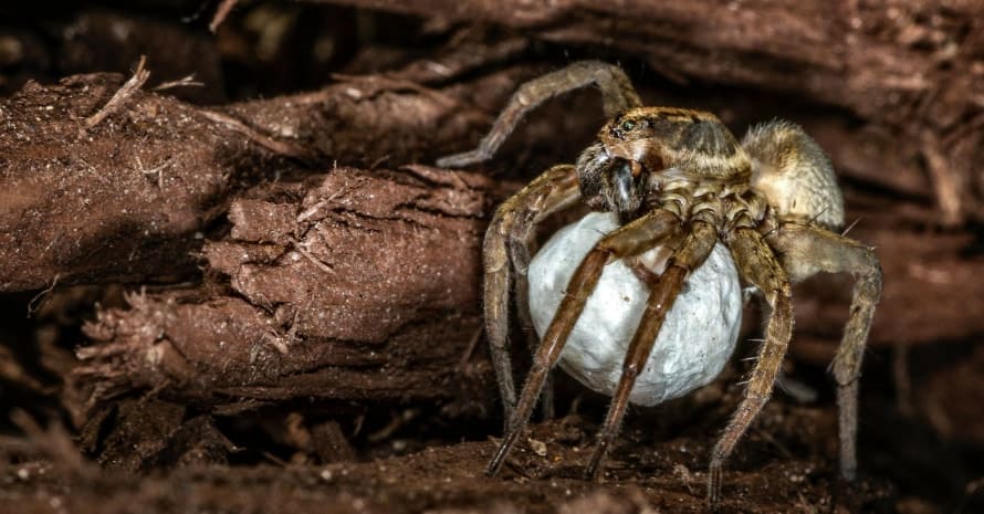 Wolf-Spider-Egg-Sac-scaled