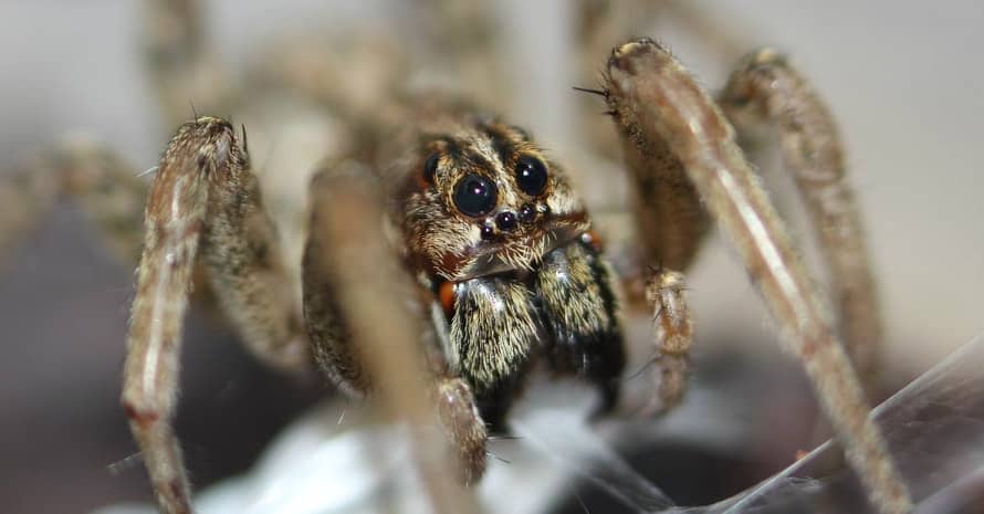 Wolf Spiders at web