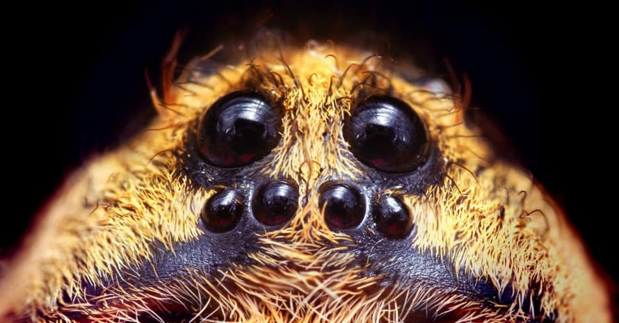 Wolf Spiders