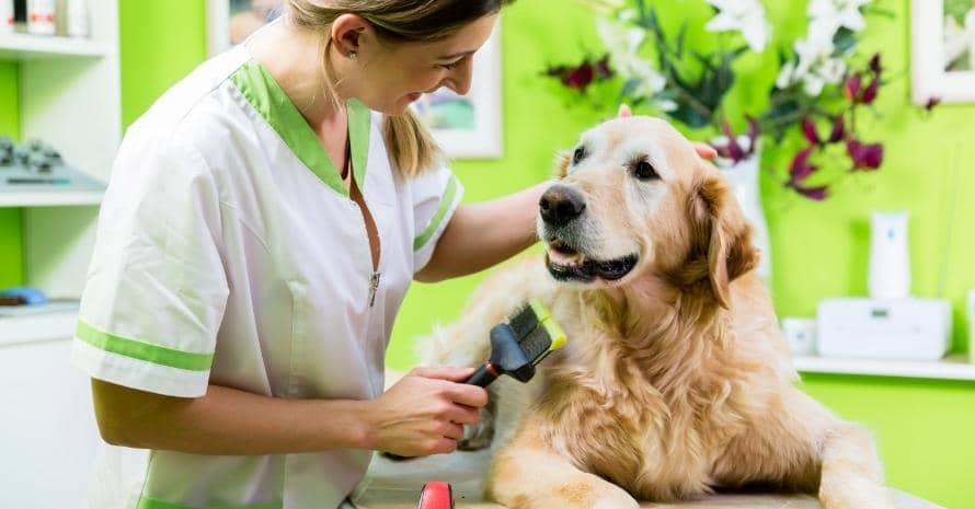 Woman Getting Golden Retriever Fur