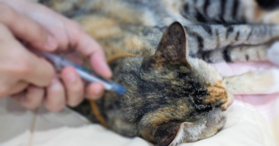 Woman applying flea treatment to cat