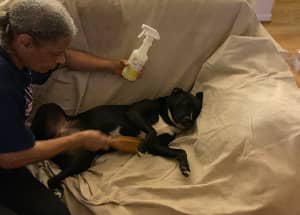 Wondercide, woman at dog at sofa