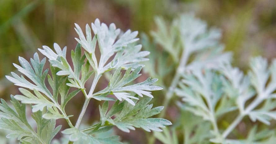 Wormwood decoction