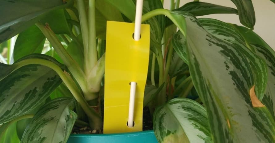 Yellow Sticky Traps for Flying Plant