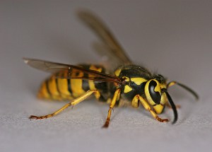 Yellow_jacket_wasp