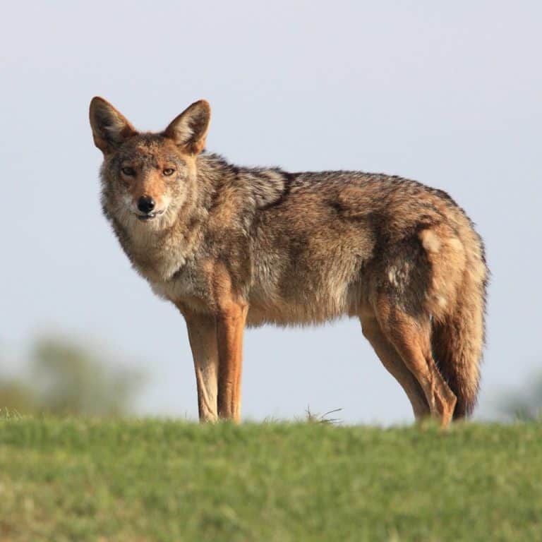 How To Keep Coyotes Away From Your Pets And Garden