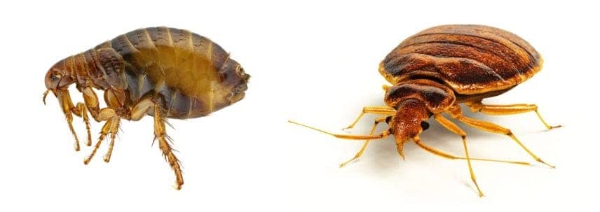 a flea and a bedbug