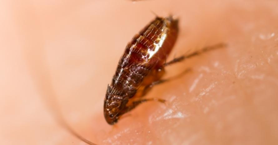 a flea crawls on a person's skin