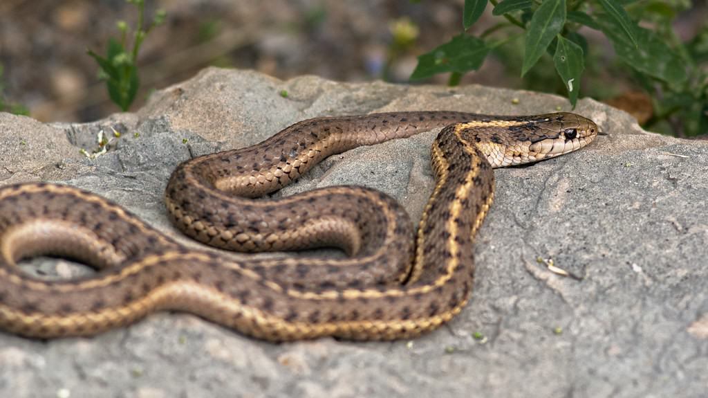 a-garter-snake-on-the-stone