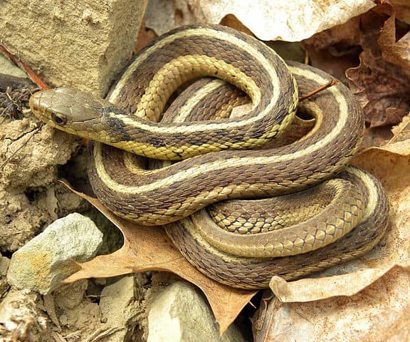 a-garter-snake