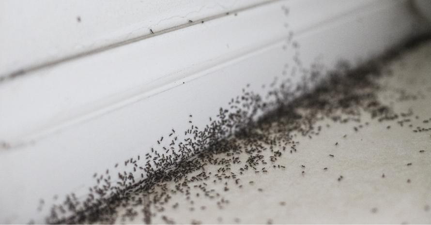 a lot Ant infestation