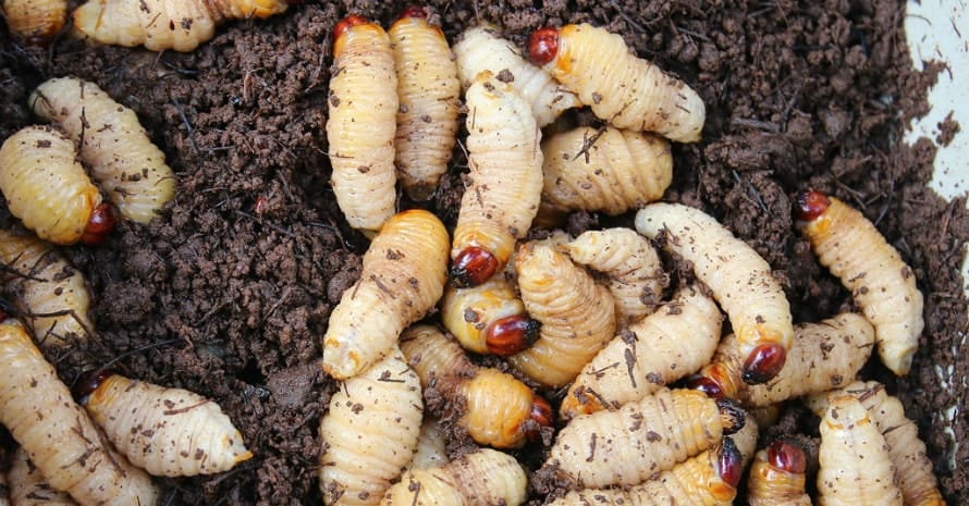 a lot grubs