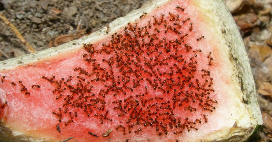 a lot of ants on the watermelon