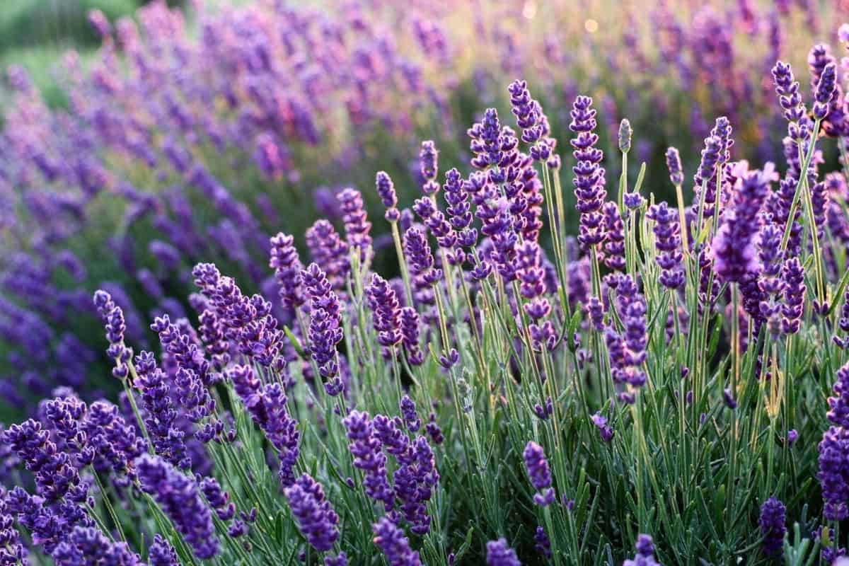 a lot of lavenders