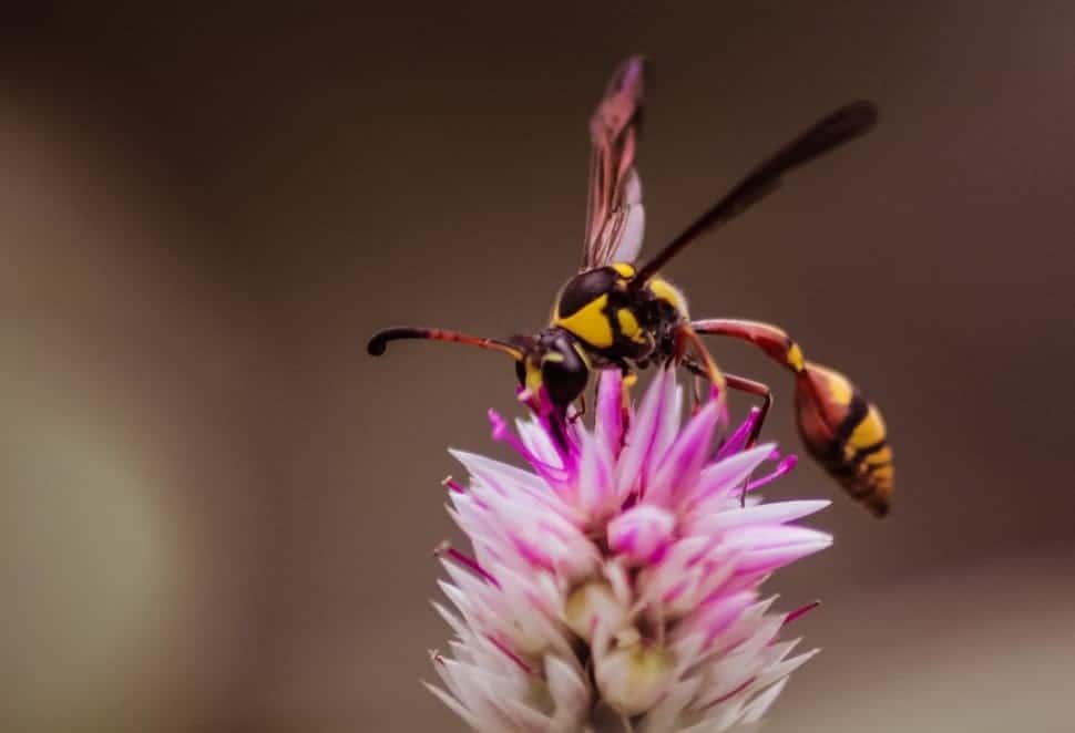 a-mud-dauber-and-flower