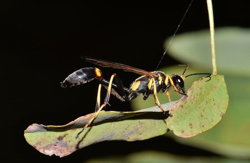 a-mud-dauber-on-a-leaf