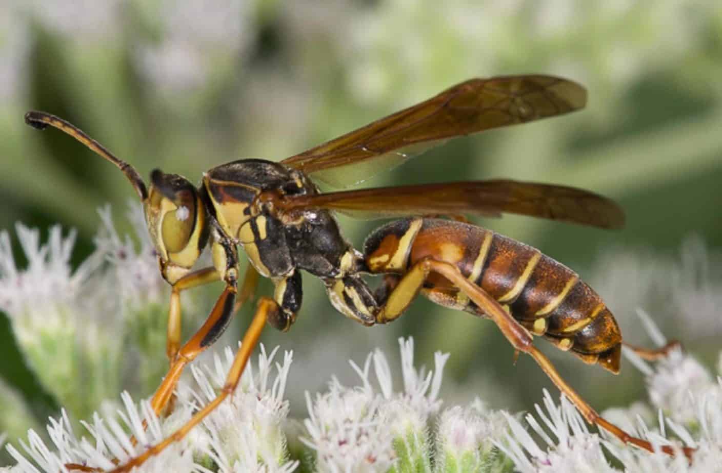 How To Get Rid Of Paper Wasps Safe And Effective Methods