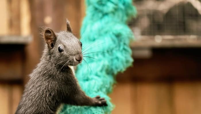 a small squirrel on a rope